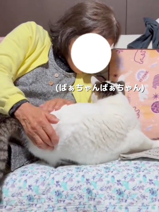 なでられる猫