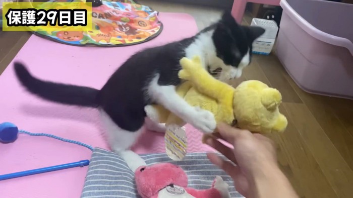 ぬいぐるみで遊ぶ子猫