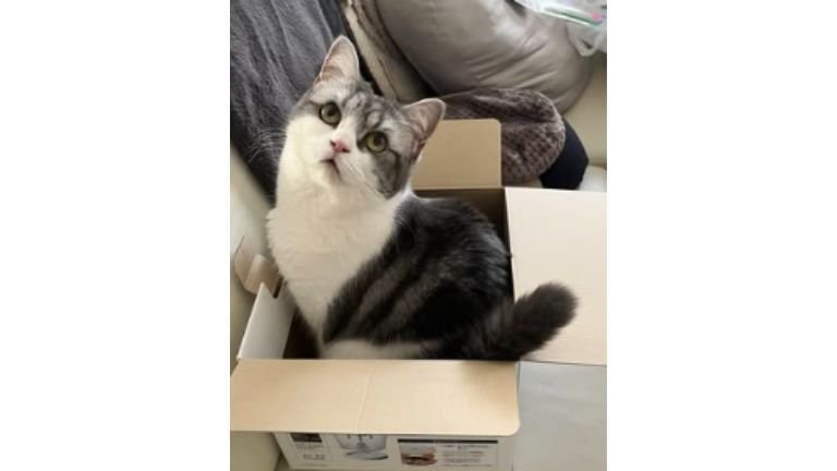 室内にいる猫