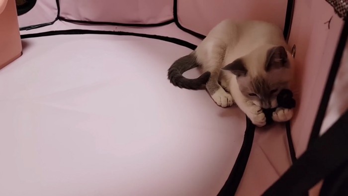 おもちゃで遊ぶ子猫