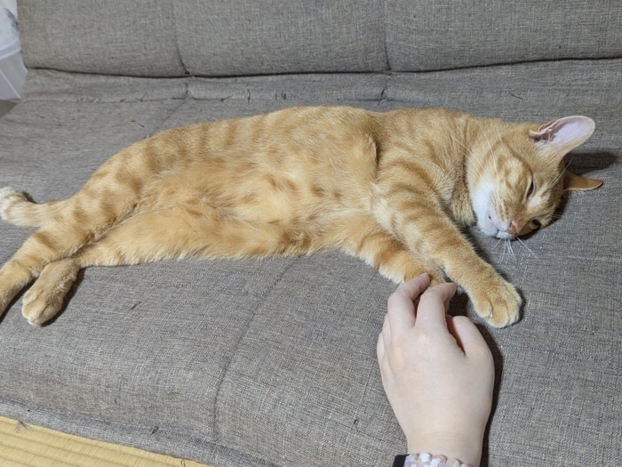 ソファで眠る猫と飼い主の手