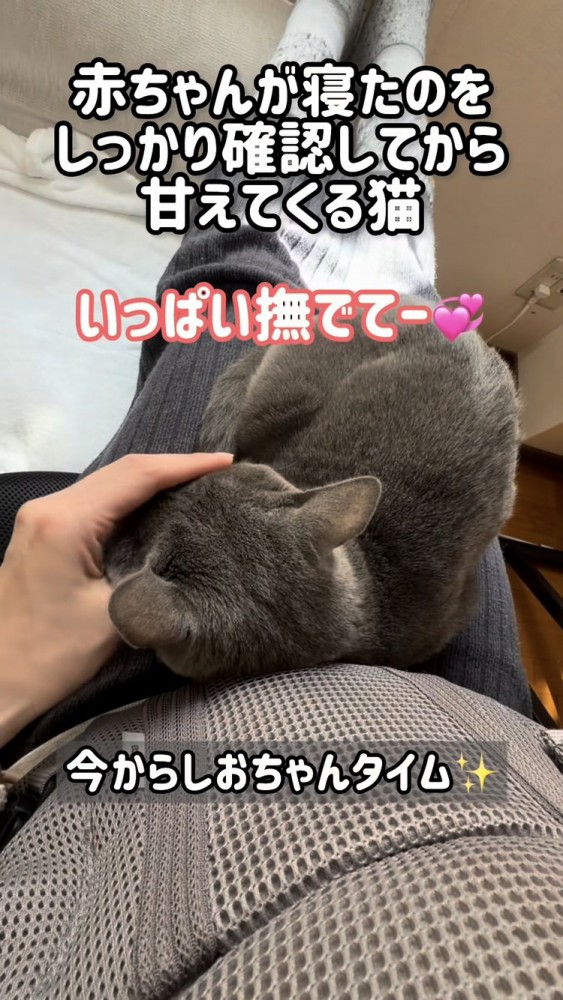 ママの足の上で甘える保護猫