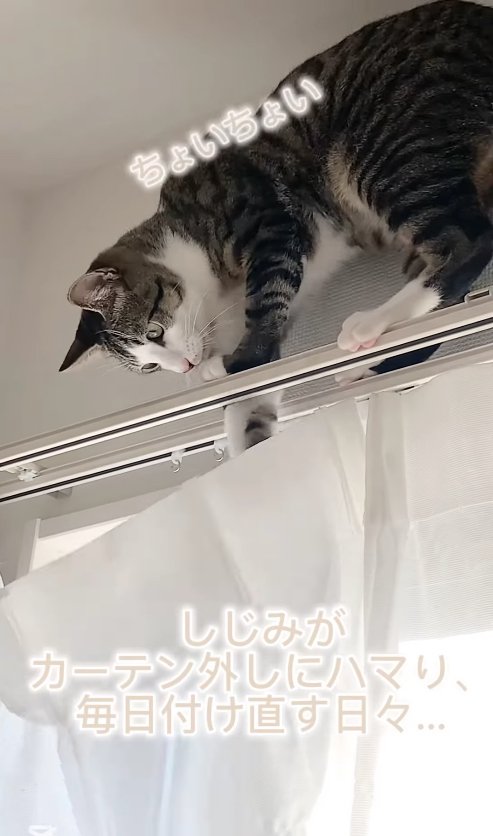 カーテンレールの上で悪戯をしている猫