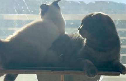 二匹の猫が窓の外を見る