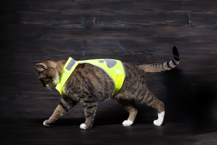 黄色いベストを着た猫