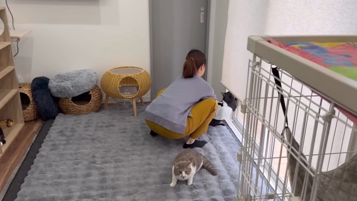 窓の外へ逃げ出そうとする猫と捕まえようとする女性