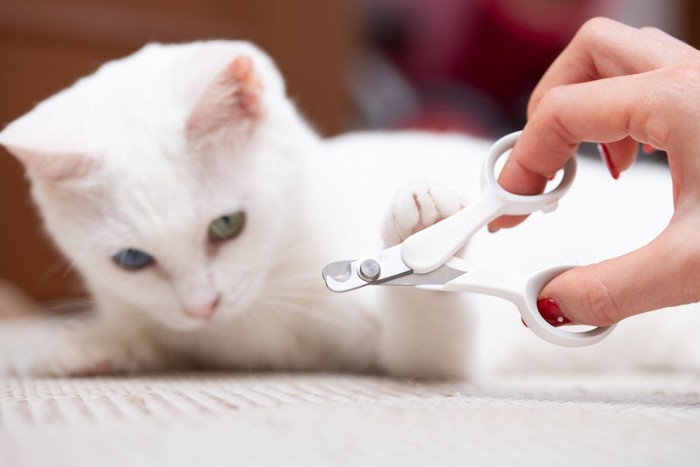 爪切りに前足を乗せる猫