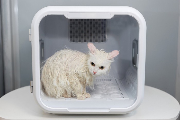 ドライヤーボックスにいる猫