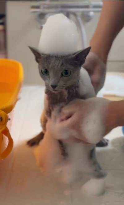 シャンプーされている猫