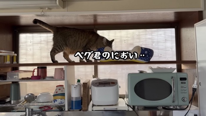 ベッドの匂いを嗅ぐ猫