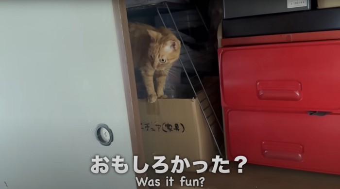 押入れから顔を出す茶トラ猫