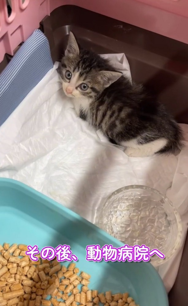 病院から帰ってきた子猫