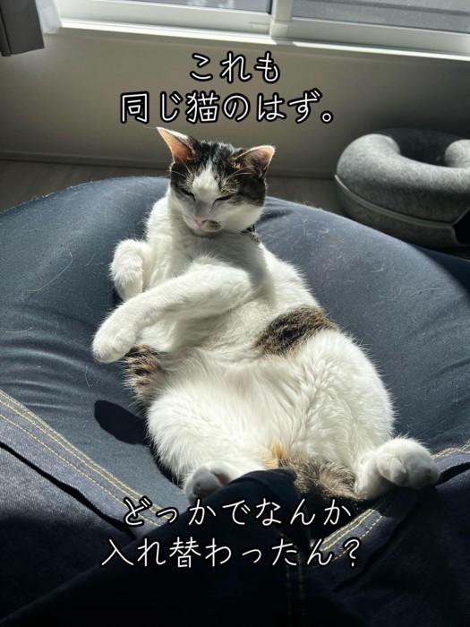 仰向けの猫