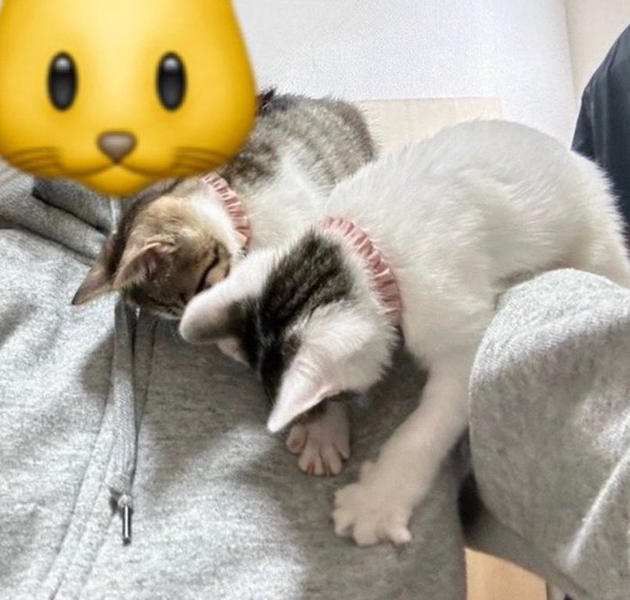 食い倒れみたいなポーズの2匹の猫