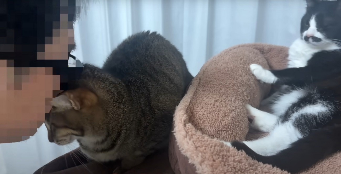 猫にすりすりする人