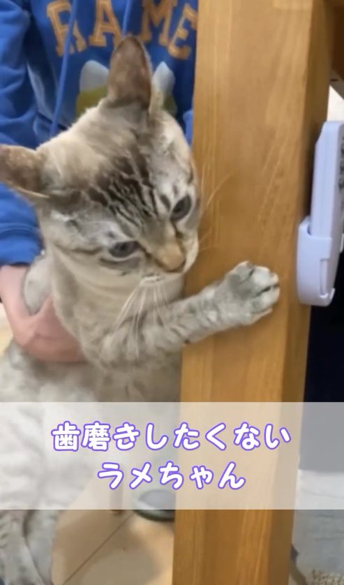 イカ耳でテーブルの脚にしがみついている猫