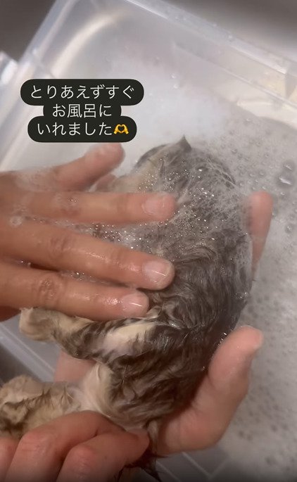 洗われる子猫