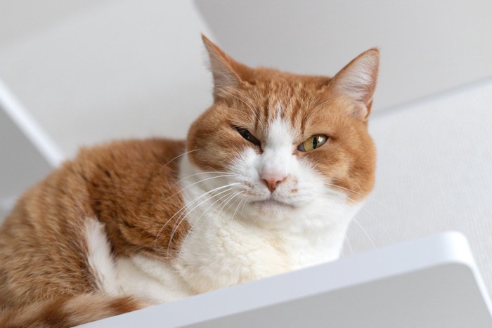 高いところにいる猫