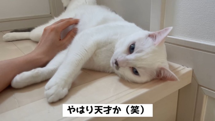 撫でられる猫2