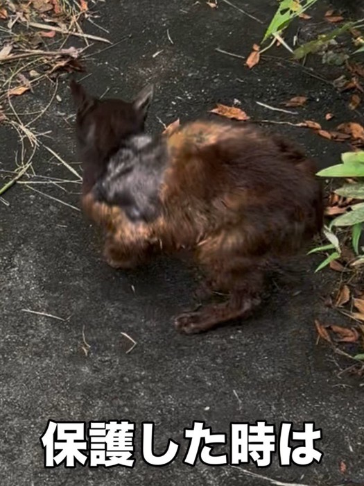 外に猫の後ろ姿