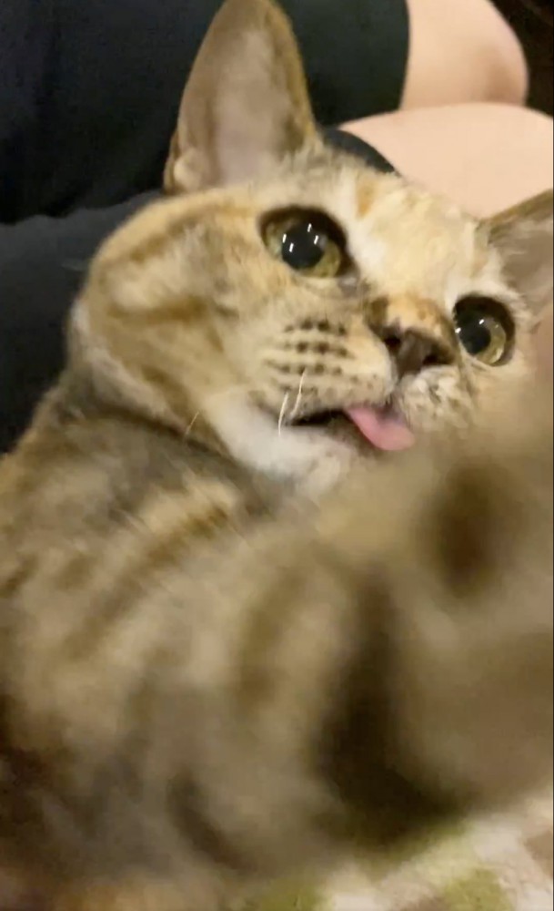 右手を差し出すカメラ目線の猫