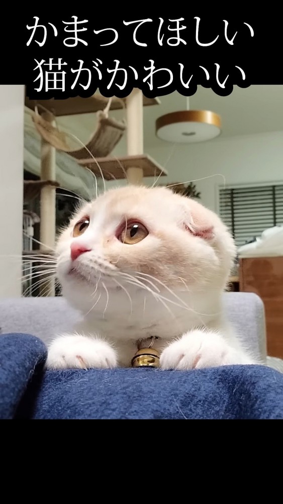 飼い主の脚に手を置く猫