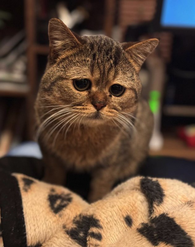 毛布の後ろに座っている猫