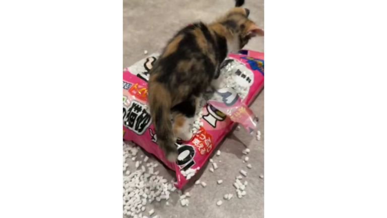 床に散らかった猫砂