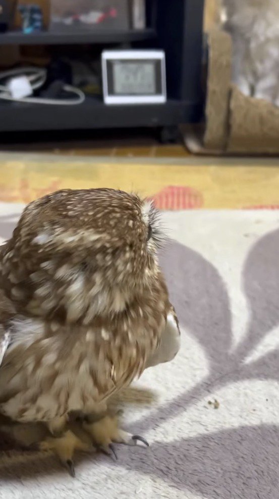 猫をふり返るフクロウ