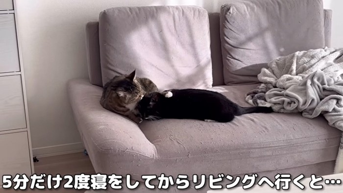 クロちゃんを優しくなめるほたて