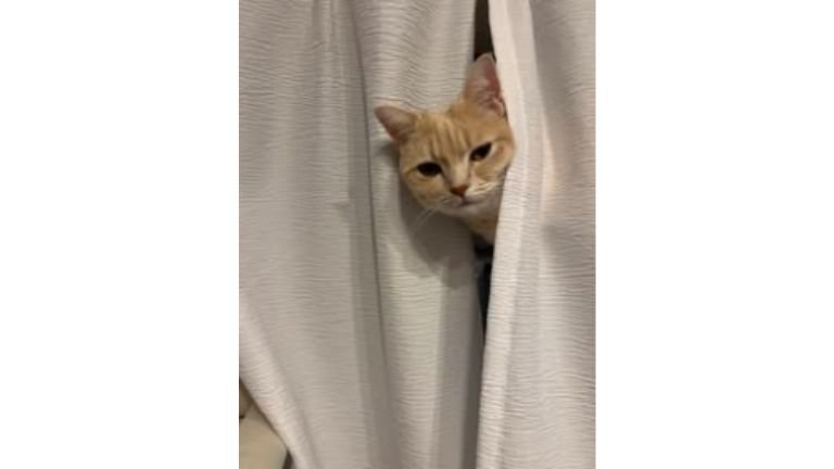 カーテンと猫