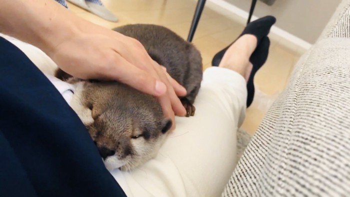 パパの足の間で寝ながら頭を撫でられるカワウソ