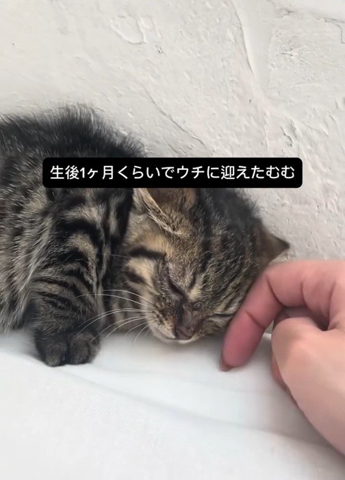 頭をなでられる子猫