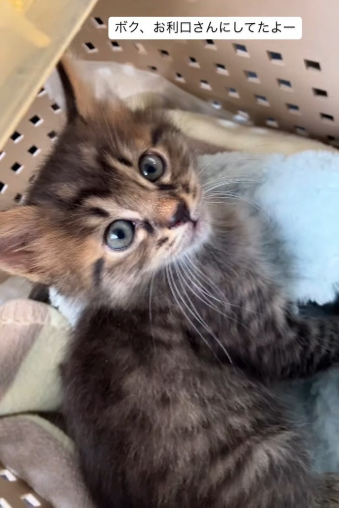 キャリーの中にいる子猫