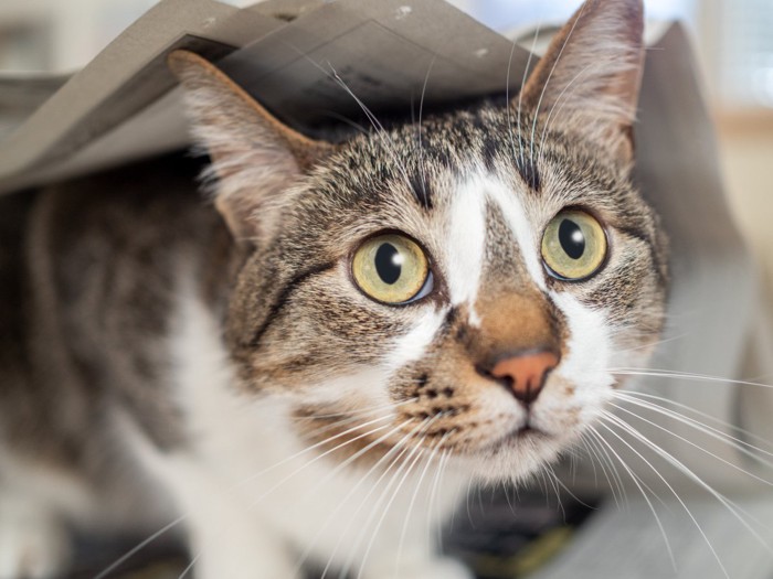 新聞紙に乗る猫