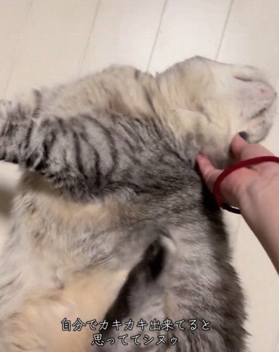 顔をかこうとする猫