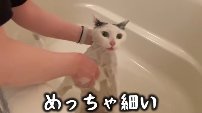 テロップ「めっちゃ細い」