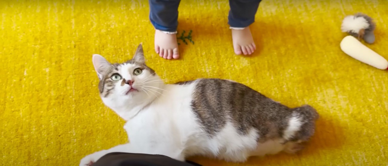 猫の傍に立っている子ども%%嫌な予感…