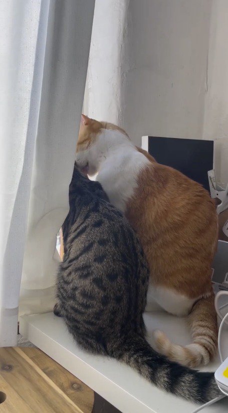 キジトラ猫の顔を舐める茶白猫