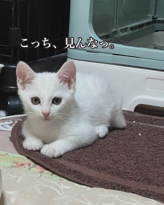 カメラを見る子猫