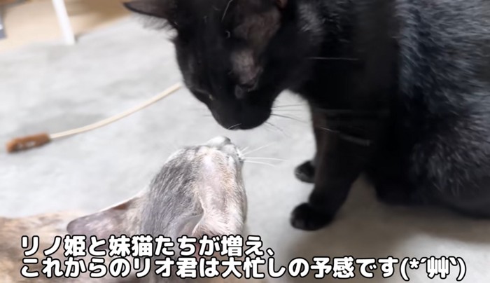 顔を近づける子猫と黒猫