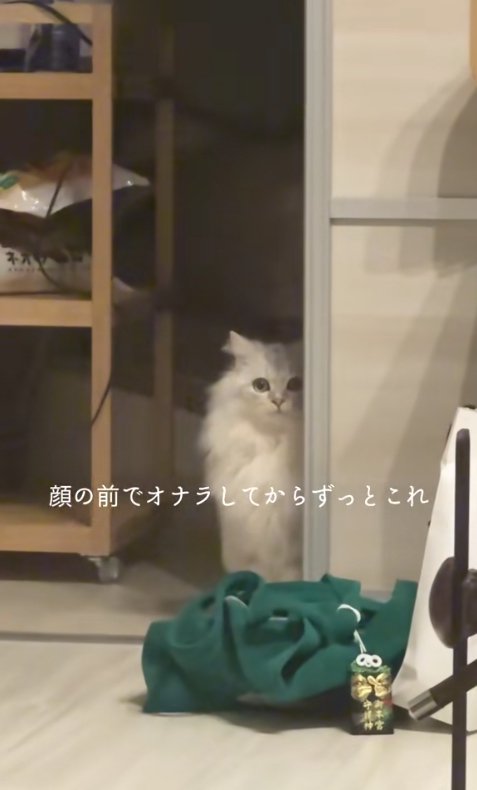 引き戸のそばでお座りをしているカメラ目線の猫(ややアップ)