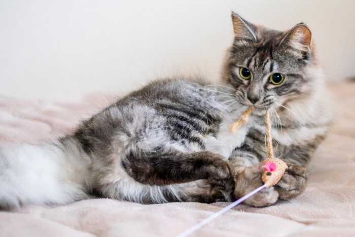 ネズミのおもちゃで遊ぶ猫