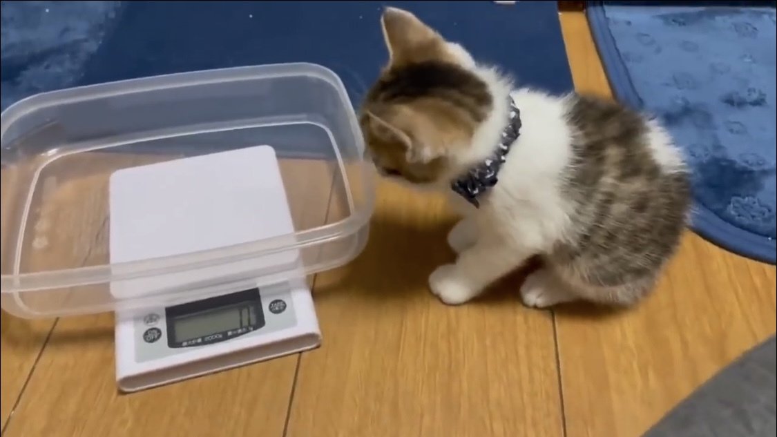 計量器を見つめる子猫