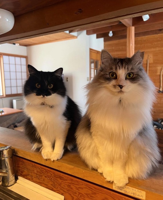 もふもふになった猫