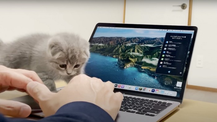 手の匂いを嗅ぐ子猫