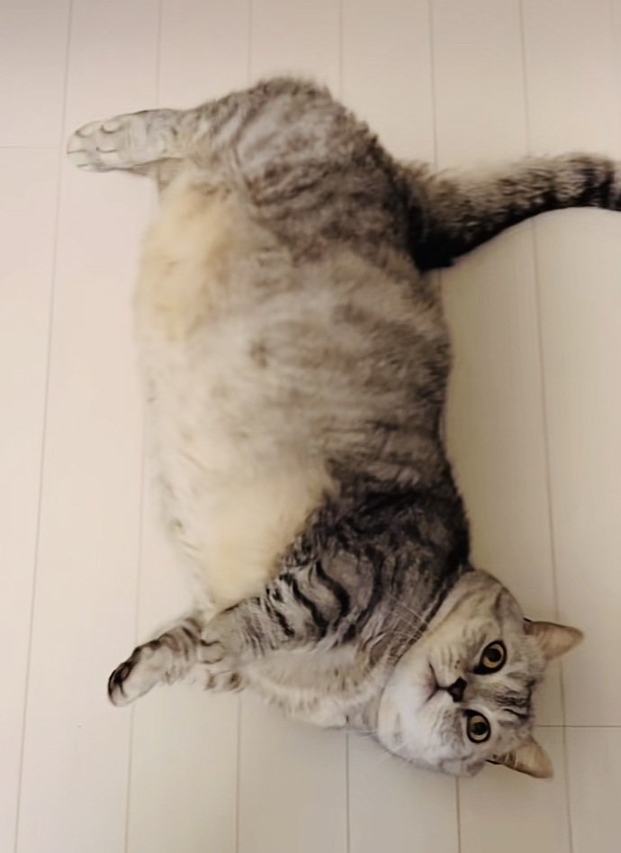 フローリングに寝転がるジェネッタ