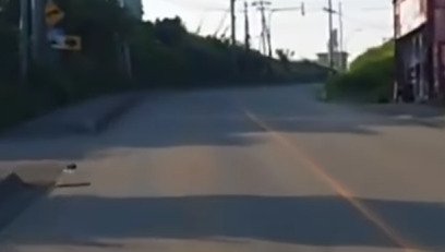 横切ろうとする子猫