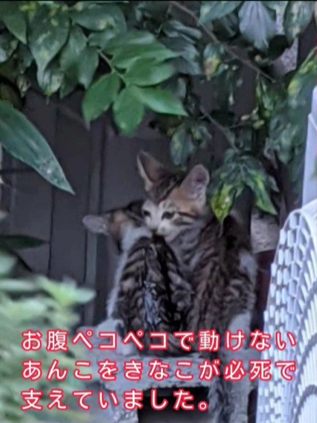 寄り添う2匹の子猫