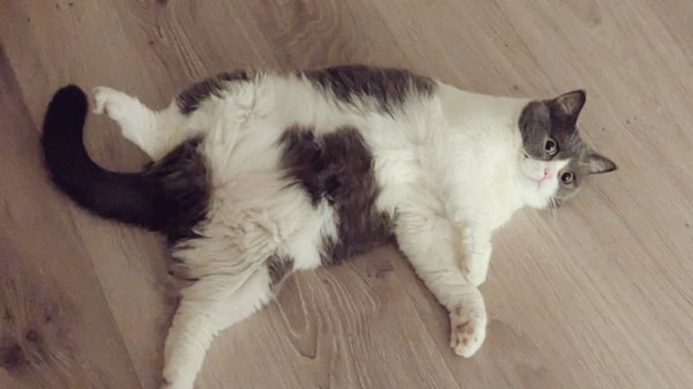 ヘソ天している猫